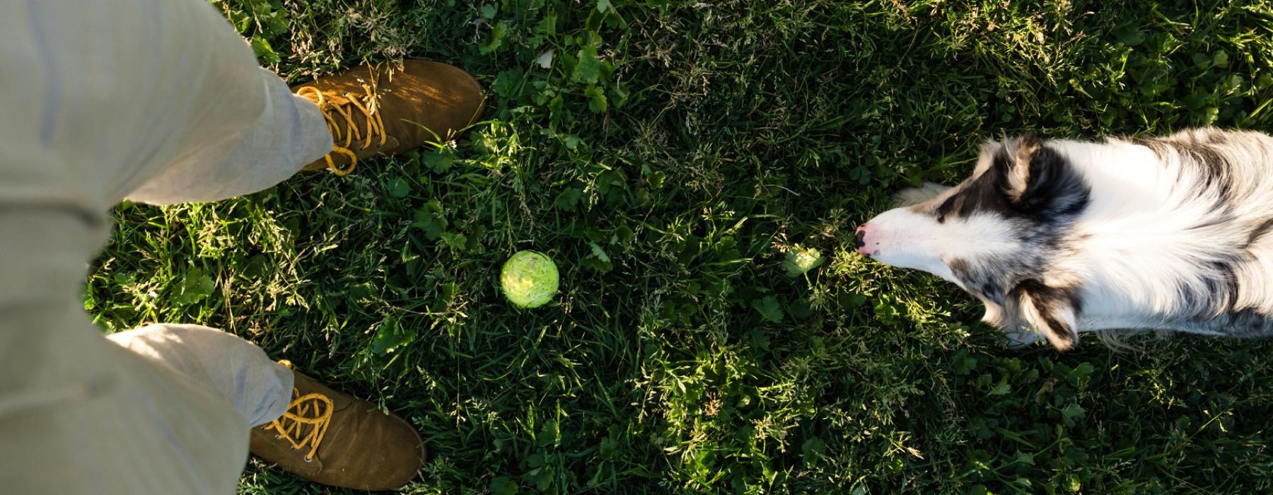 a dog and a person playing with a tennis ball