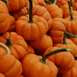 The Alexander at Patroon Creek pumpkins for a festival or party